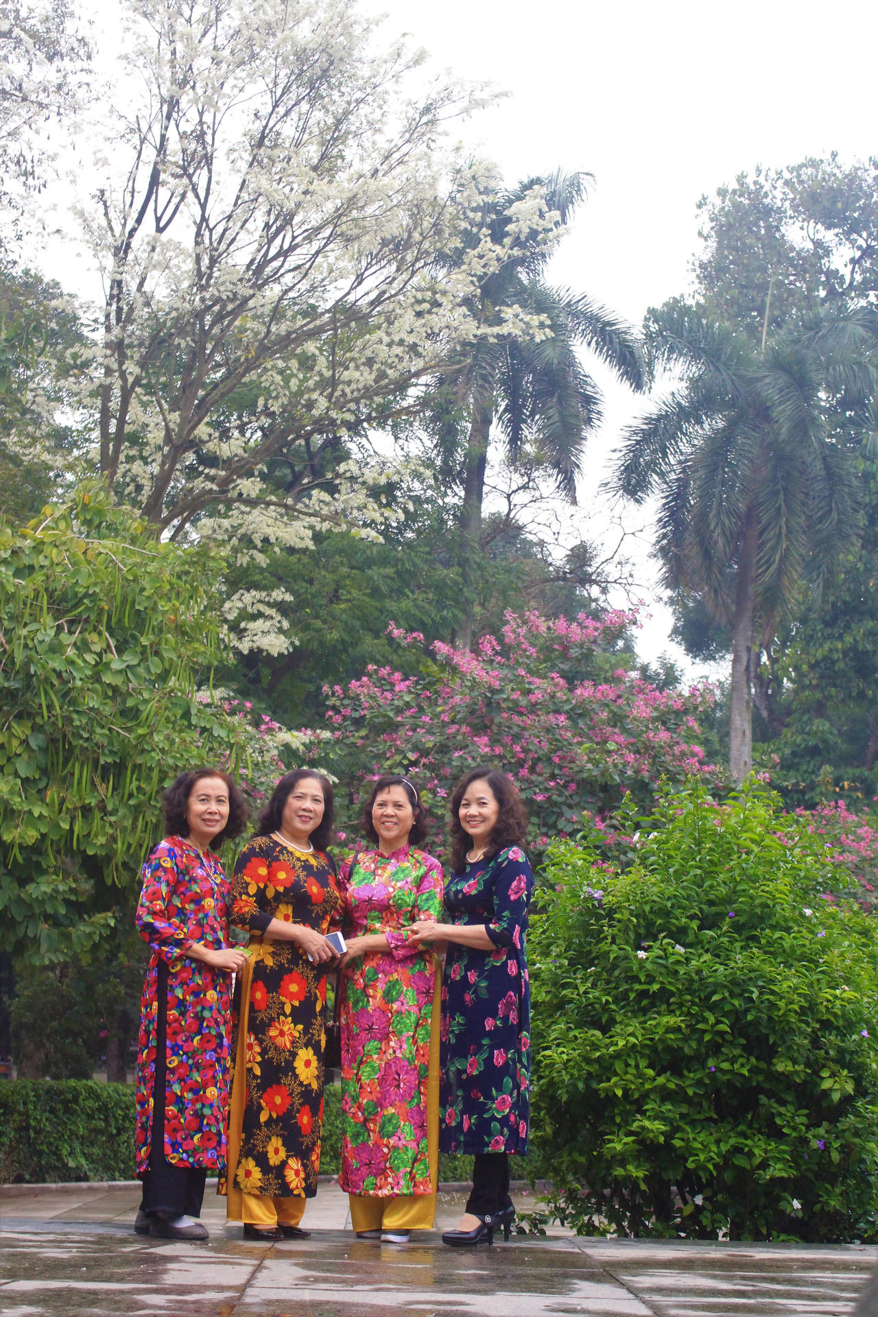 Nhiều khoảnh trời Hà Nội rạo rực màu tím hoa ban